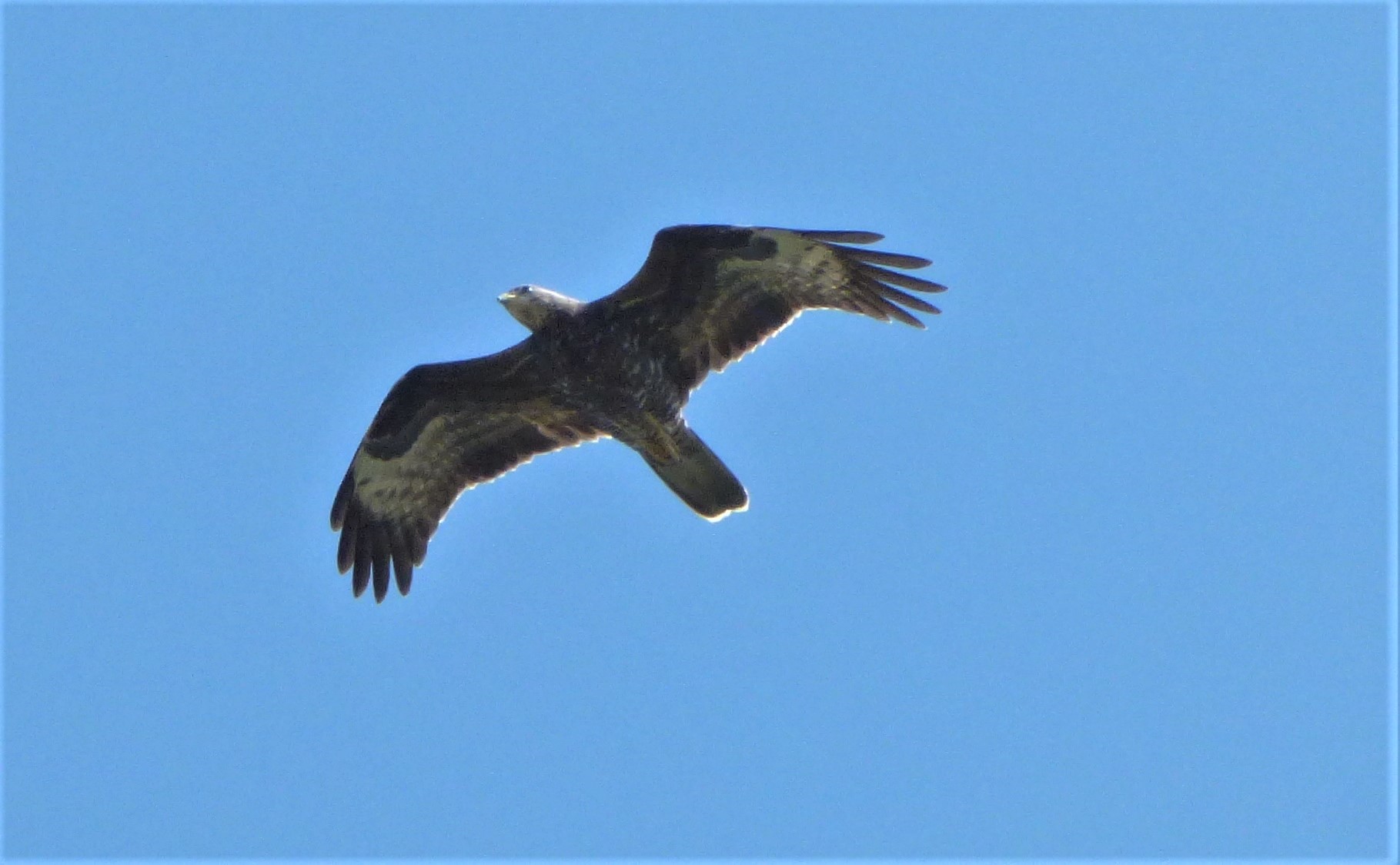 Falco Pecchiaiolo  (Pernis apivorus), giovane